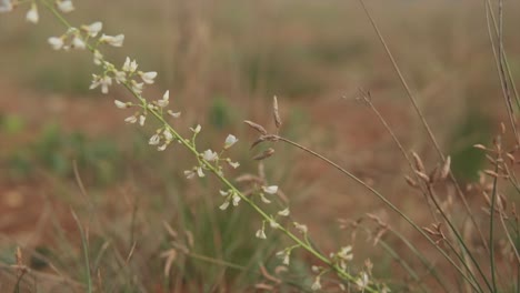 La-Toma-Estática-En-Cámara-Lenta-De-Una-Planta-Con-Flores-Blancas-En-Un-Campo-Seco-Que-Sopla-En-El-Viento-Se-Puede-Utilizar-Como-Fondo-De-Pantalla-Verde