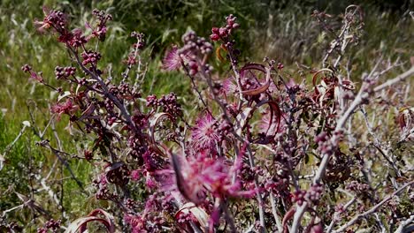 Tilt-down-depth-of-field-on-pink-swaying-Fairy-Dusters,-McDowell-Sonoran-Conservatory,-Scottsdale,-Arizona