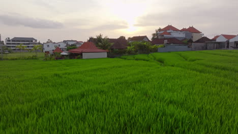 Los-Campos-De-Arroz-De-Canggu-Son-Una-Pintoresca-Extensión-De-Exuberantes-Arrozales-En-Terrazas.