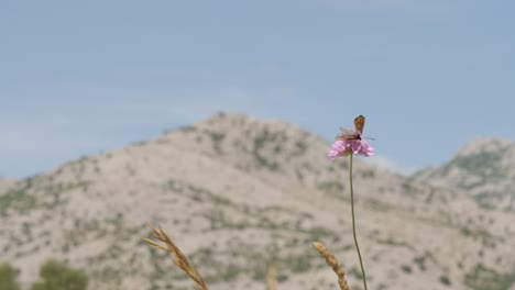 Sinfonía-De-La-Naturaleza:-Mariposas-En-Jardines-Croatas-Y-Fondo-De-Montaña