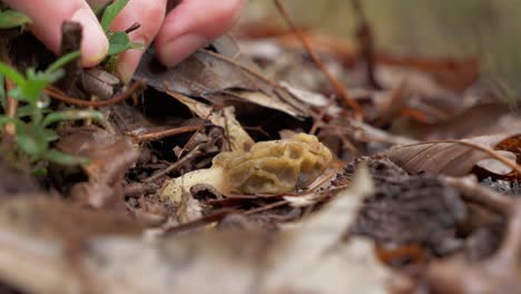 foto macro de un pequeño hongo morel escondido debajo de las hojas, la mano lo recoge