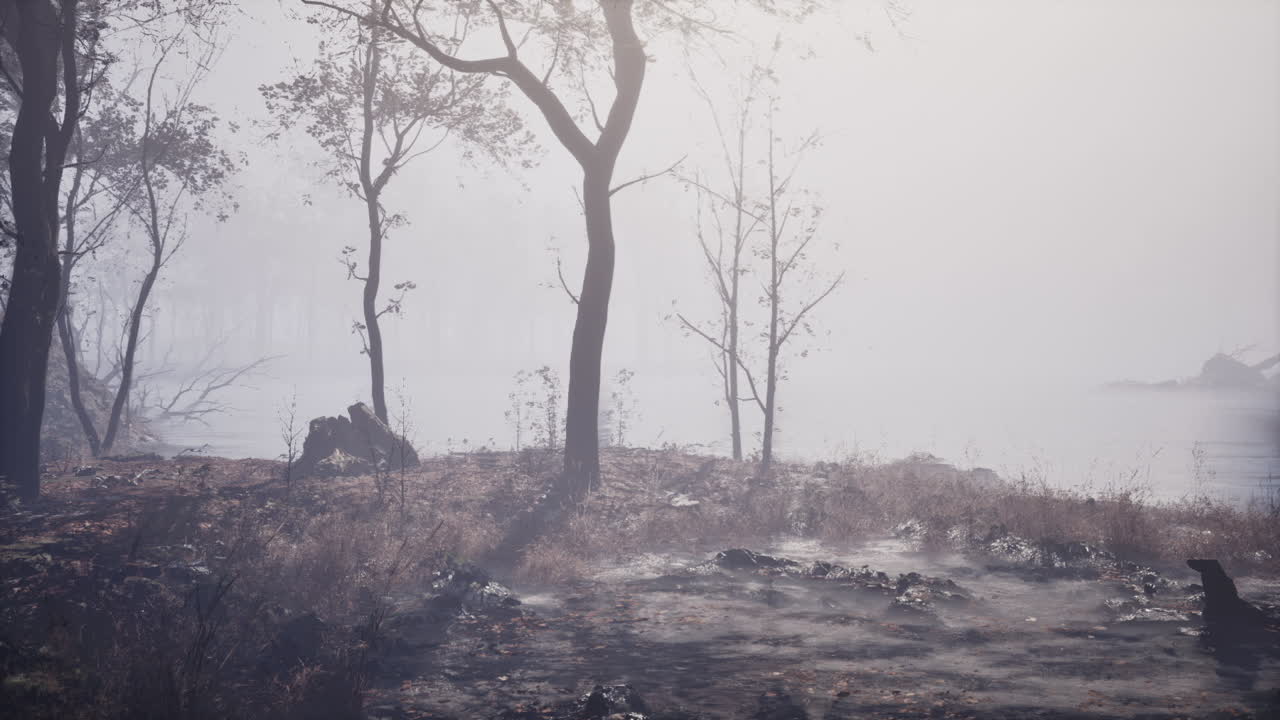 안개가 자욱한 숲