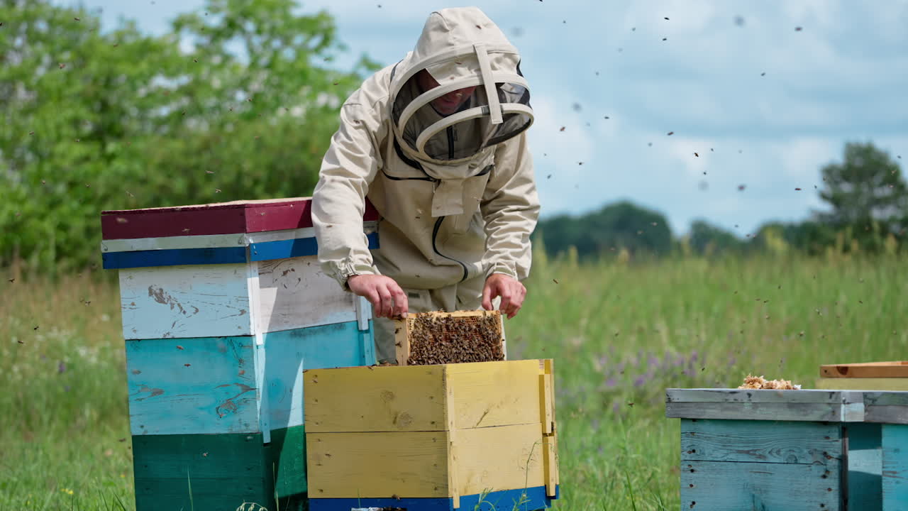 Busy beekeeper working at apiary with lots of bees flying around. Apiarist pulls the frame covered with bees out of the hive and takes it somewhere.