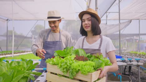 pareja trabajando en un invernadero cosechando lechuga