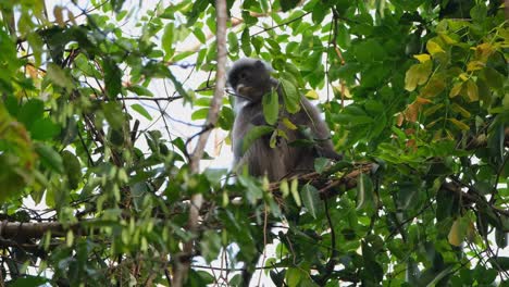 phayre's langur, trachypithecus phayrei, thailand; found sitting on a branch within thick leaves near the canopy of a tree in the jungle, turns to its right and jumps off to another branch.