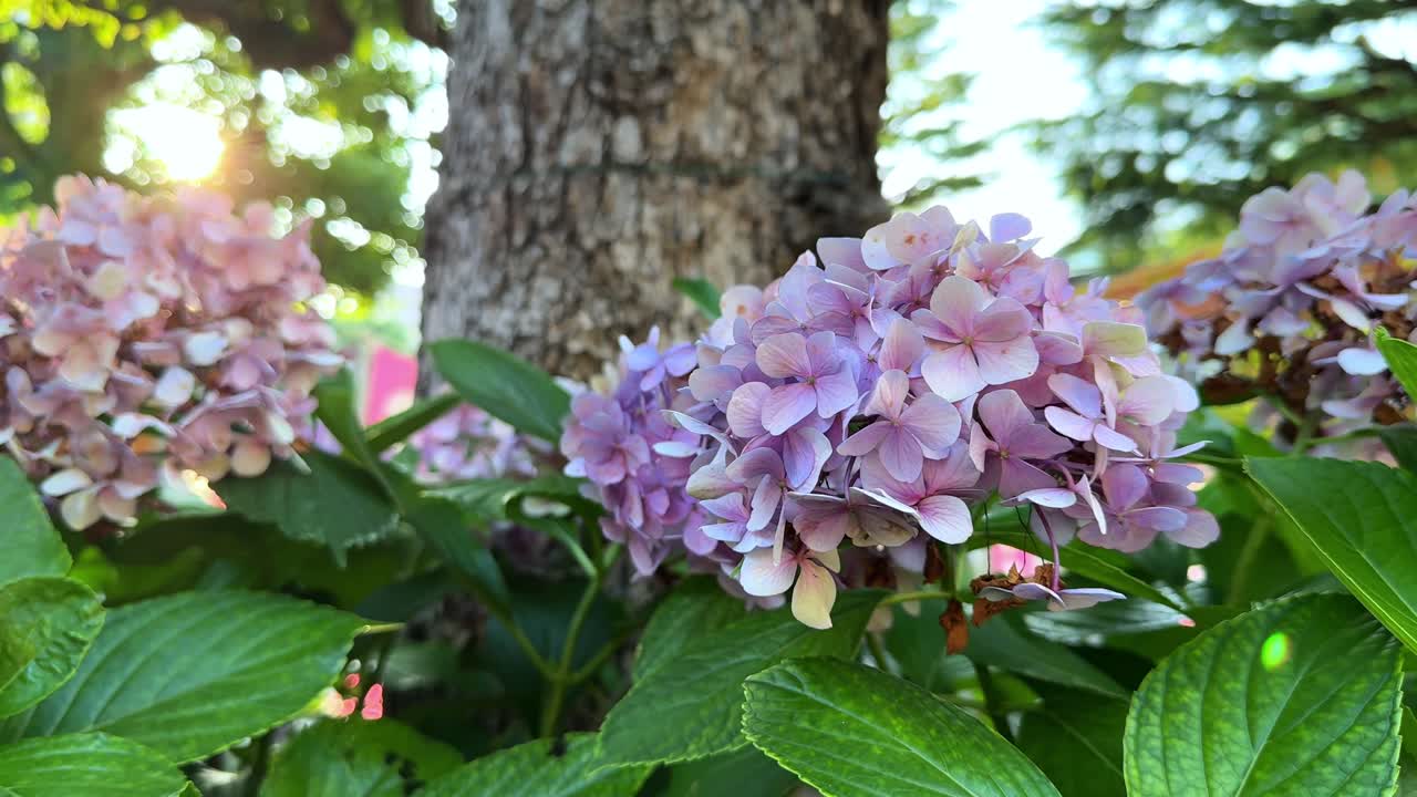 Pink hydrangea blooms in a garden on a sunny day with a tree trunk in the background