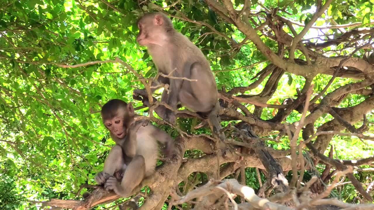Wild monkeys climbing trees on Monkey Island in Nha Trang, Vietnam, displaying natural agility and playful movement in their forest habitat