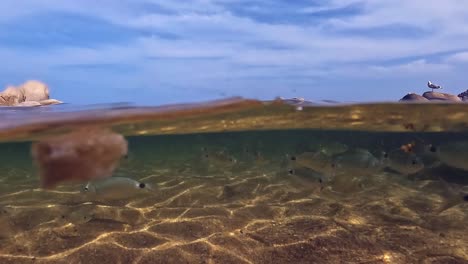 vista submarina dividida por debajo de la alimentación manual de peces en agua de mar poco profunda