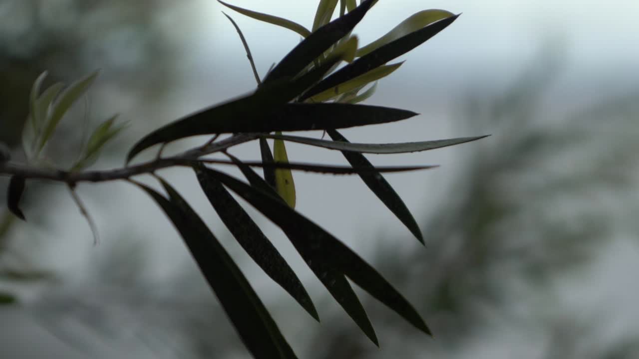 las hojas de los árboles de la naturaleza al aire libre se balancean en la sombra cambiante del viento