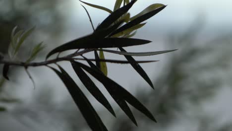 Outdoor-nature-tree-leaves-swaying-in-wind-moody-shadow