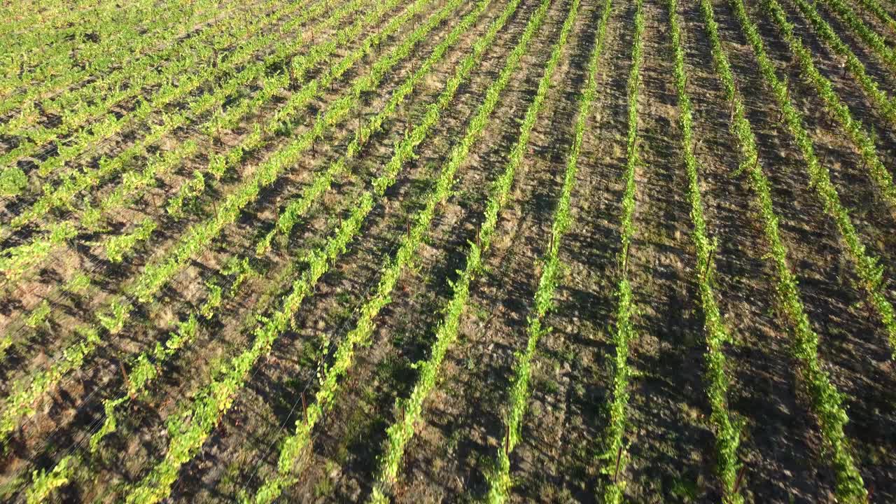 volando bajo y lento sobre campos de uva de bodega
