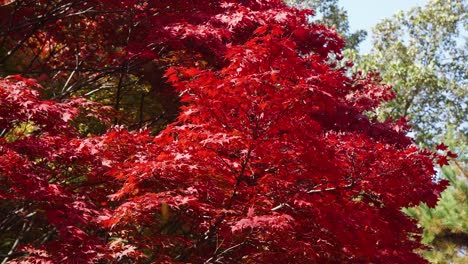 Hojas-Cayendo-Bajo-Breese-Claro-De-Arces-Japoneses-Rojos