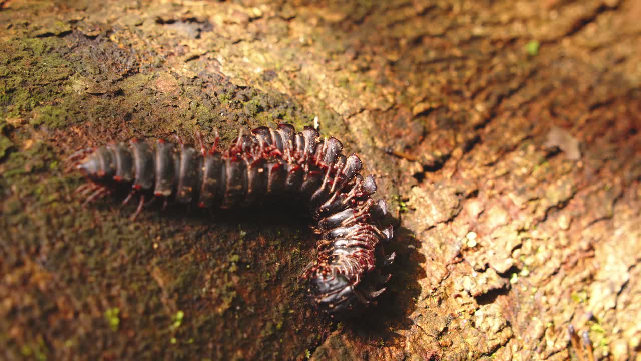 In Peru’s rainforest, a pair of millipedes engage in mating behavior on a damp forest log.