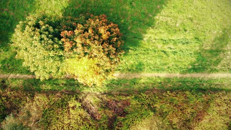 Aerial-footage-over-a-road-surrounded-by-autumn-forest-at-sunset