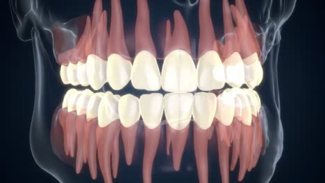 detailed visualization of human dental structure, highlighting the arrangement of teeth and gums for educational purposes in dentistry and oral health studies