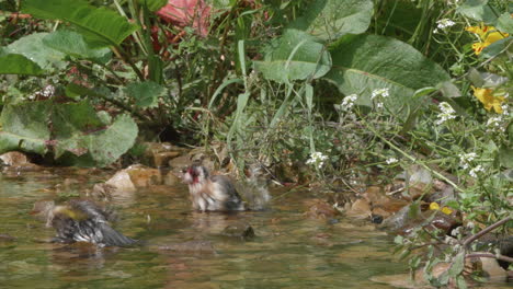 jilguero europeo adulto y juvenil bañándose en el arroyo en un caluroso día de verano