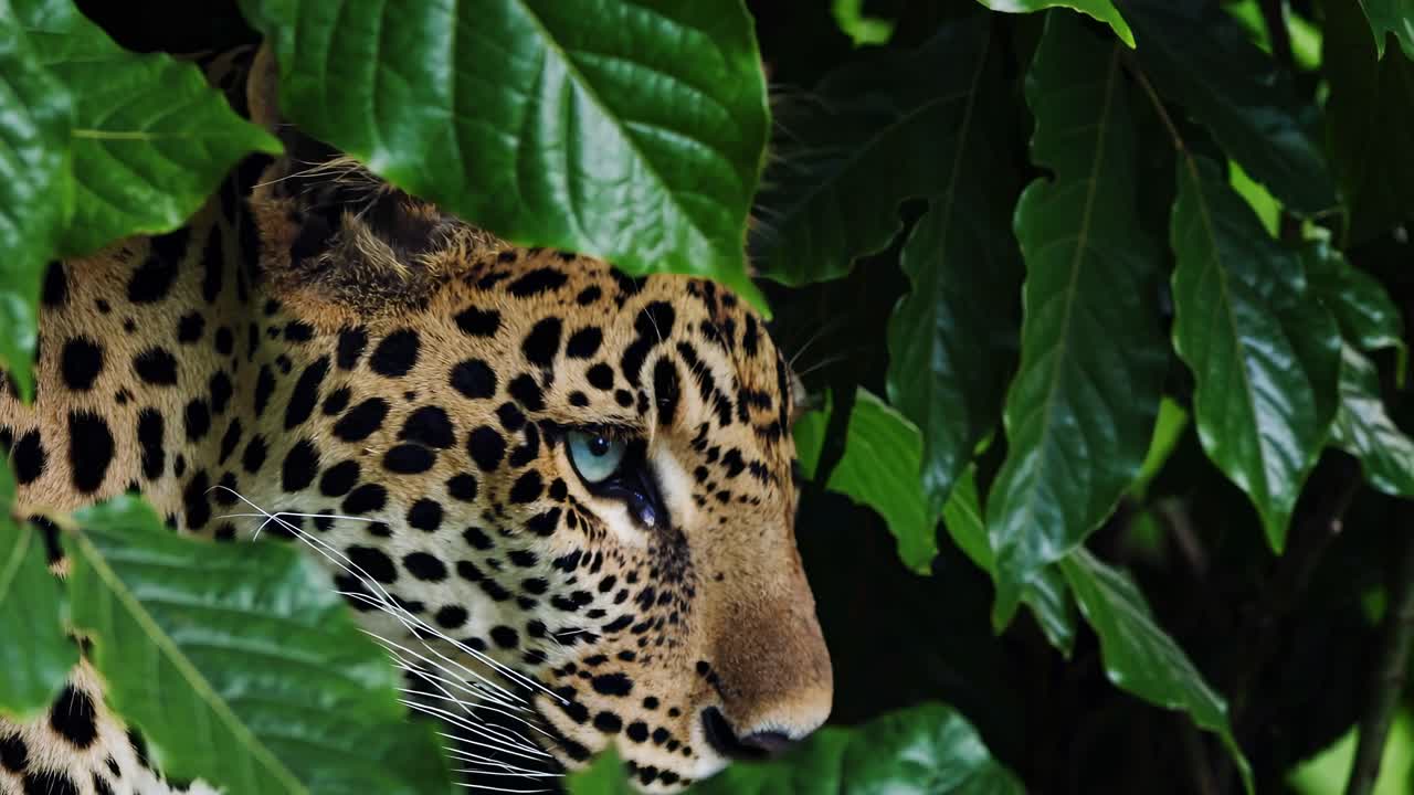 The video captures a leopard stealthily moving through dense foliage, emphasizing its intense gaze