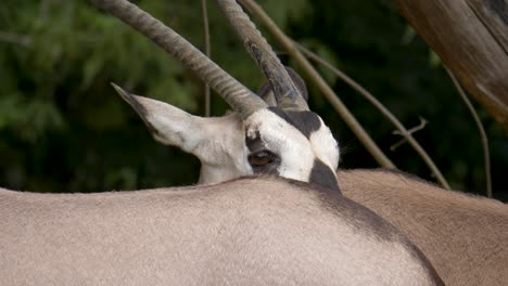 close up of large heard of gemsbucks with spectacular horns feeding on the african savannah