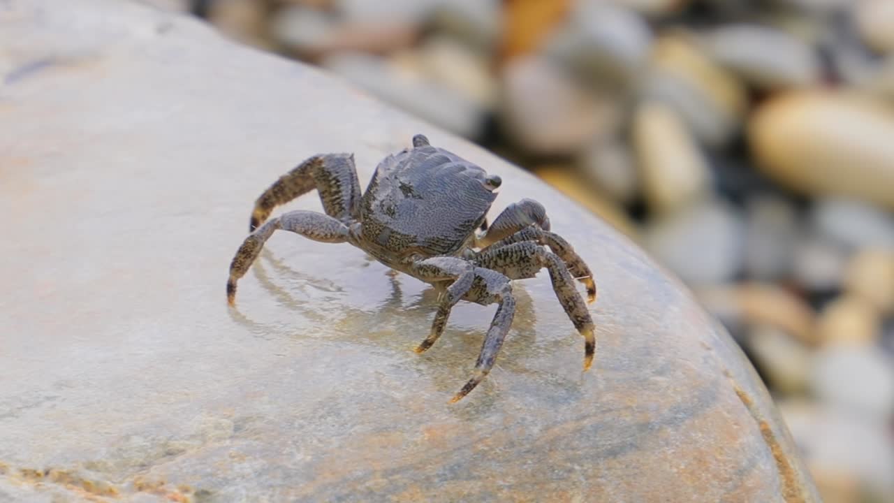 pachygrapsus marmoratus es una especie de cangrejo, a veces llamado cangrejo de roca de mármol o cangrejo de mármol, que vive en el mar negro, el mar mediterráneo y partes del océano atlántico.