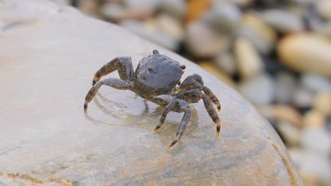 Pachygrapsus-Marmoratus-Ist-Eine-Krabbenart,-Manchmal-Auch-Marmorierte-Felsenkrabbe-Oder-Marmorkrabbe-Genannt,-Die-Im-Schwarzen-Meer,-Im-Mittelmeer-Und-In-Teilen-Des-Atlantischen-Ozeans-Lebt.