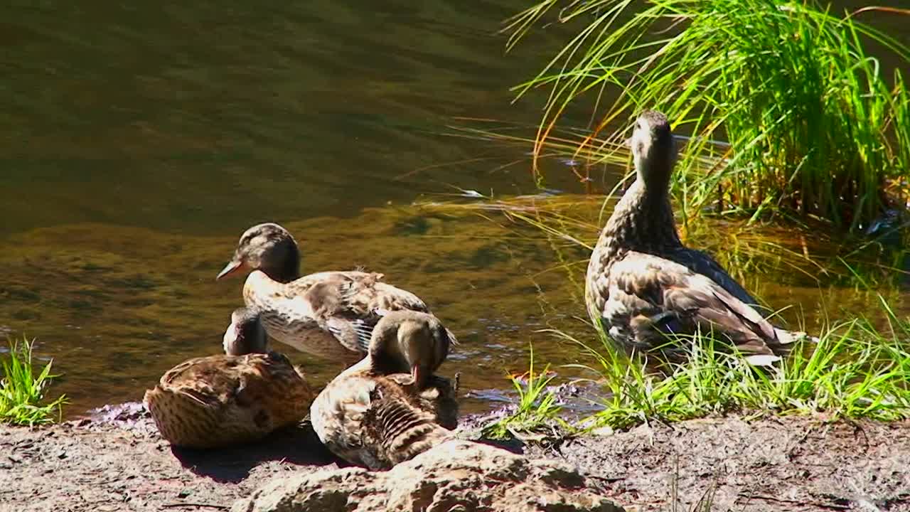 한 무리의 오리가 오레곤의 트릴리움 호수 mt 후드 기슭에 서 있습니다.