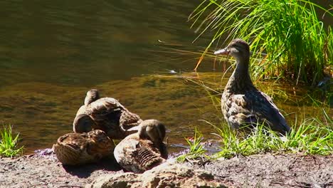 A-group-of-ducks-stand-on-the-shore-of-Trillium-Lake-Mt-Hood-in-Oregon