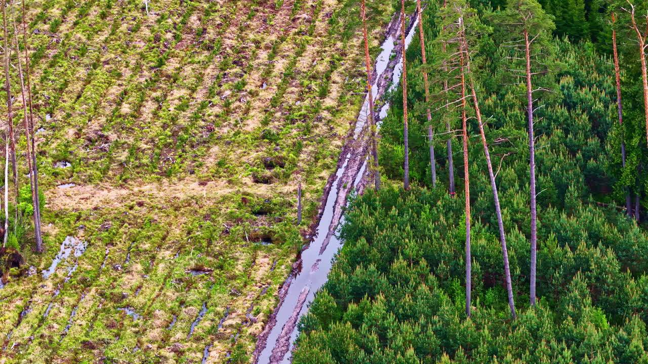 Forest drainage ditch separating clearcut and dense pine area in aerial video