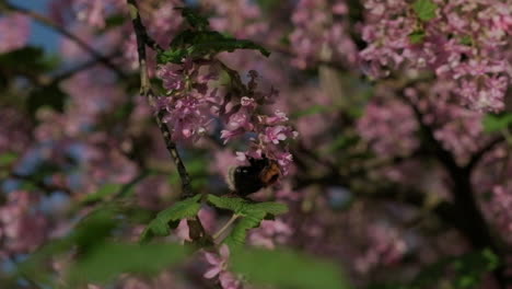 bee looking for nectar in spring sunshine on flowers in the garden