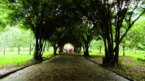 serene walk under a canopy of trees