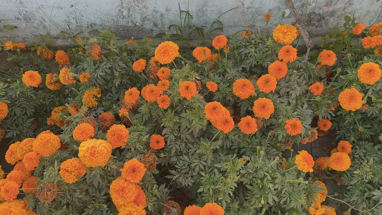 Tracking shot of orange marigold flowers blooming the garden