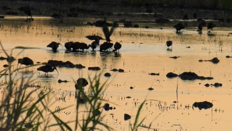 Bandada-De-Pájaros-Ibis-En-Marismas-Al-Amanecer,-Plano-General