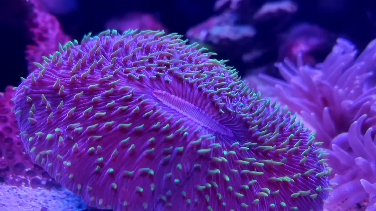 Beautiful (Large Polyp Stony) Coral in a saltwater reef aquarium. A brightly colored, free living, open brain coral (trachyphyllia geoffroyi) with fleshy neon green polyps moving underwater