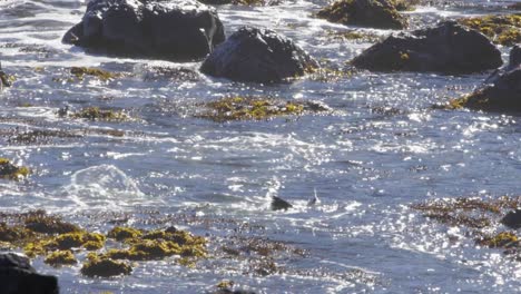 a couple of fur seals playing and jumping in shallow water surrounded by seaweed with waves washing over them