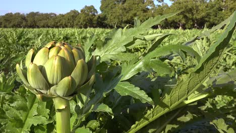 Alcachofas-Frescas-Crecen-En-Un-Fértil-Campo-Agrícola-Verde-En-El-Condado-De-Santa-Bárbara,-California