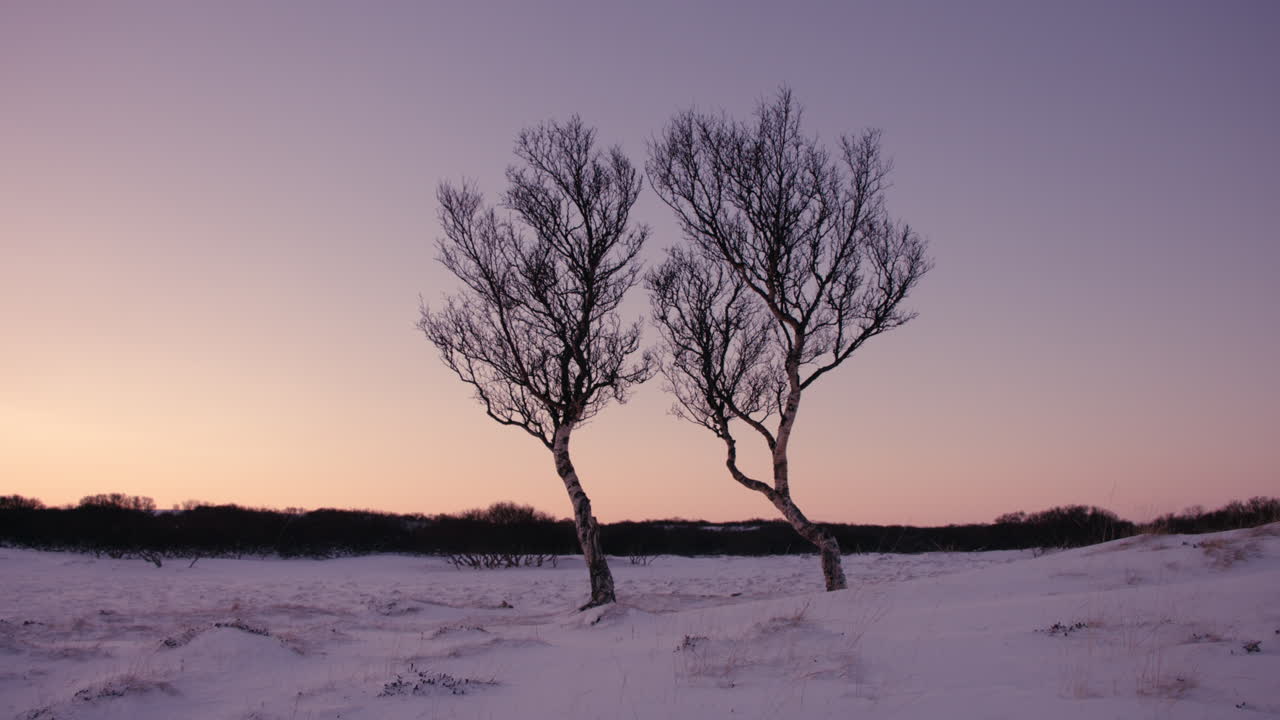 눈 에 해가 지는 동안 두 개의 버드나무의 안정적인