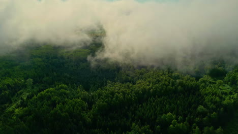 imágenes de drones de un bosque europeo con niebla