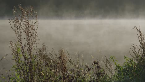 Shot-through-the-blades-of-grass-on-the-river-bank-from-which-water-is-evaporating