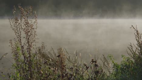 shot through the blades of grass on the river bank from which water is evaporating