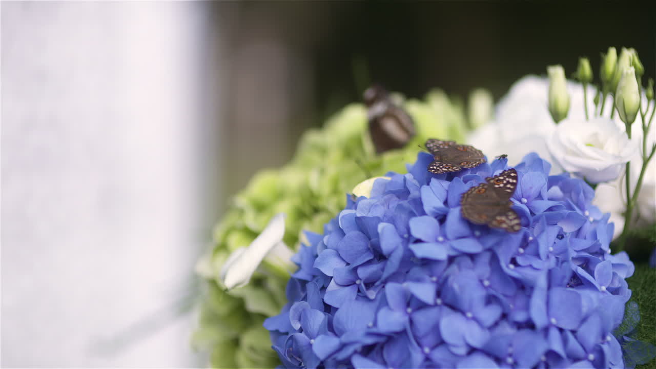 Butterflies Perched on Vibrant Blue Hydrangea Flowers