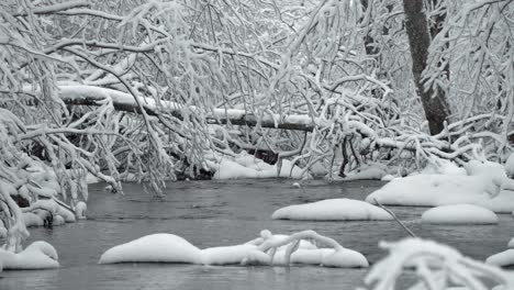 The-river-in-the-forest-with-the-running-water