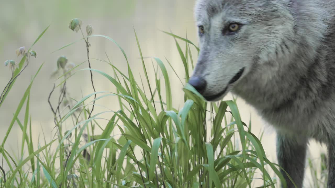 A gray wolf cautiously peers through tall green grass in a forest clearing, partially hidden while observing its surroundings