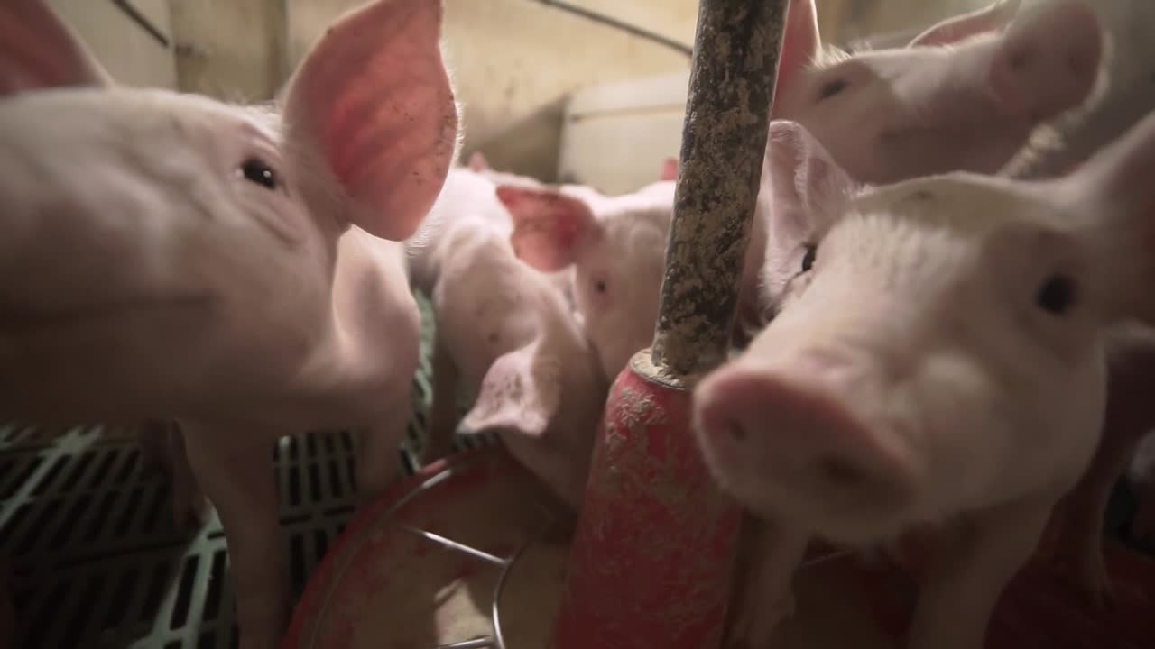 Little piglets in enclosure moving around hanging feeder