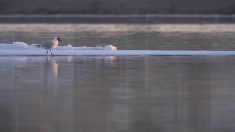 El-Pequeño-Pájaro-Gaviota-Intenta-Marcar-El-Ritmo-De-La-Capa-De-Hielo-A-La-Deriva-Con-La-Corriente-Del-Río