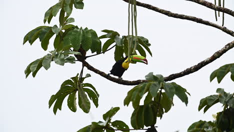 Keel-billed-Toucan---tree