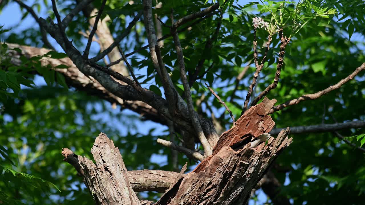 myna de ventilación blanca, acridotheres grandis, khao yai, tailandia