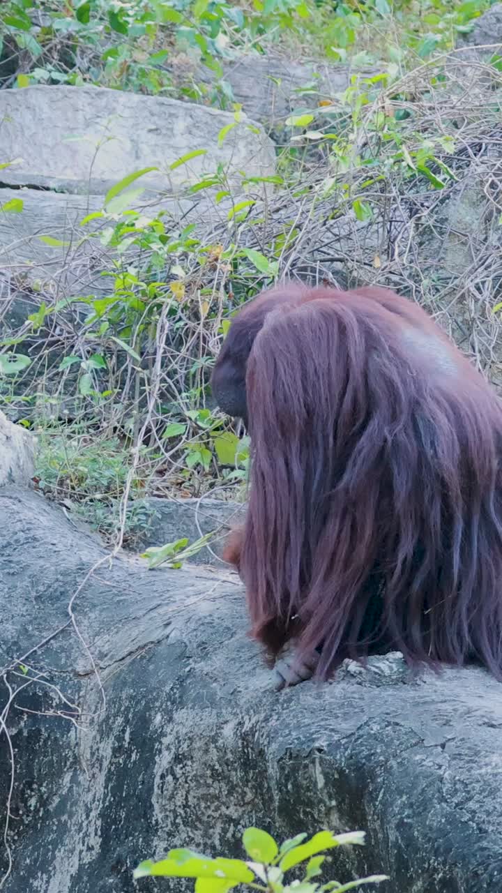 orangután moviéndose en un hábitat natural