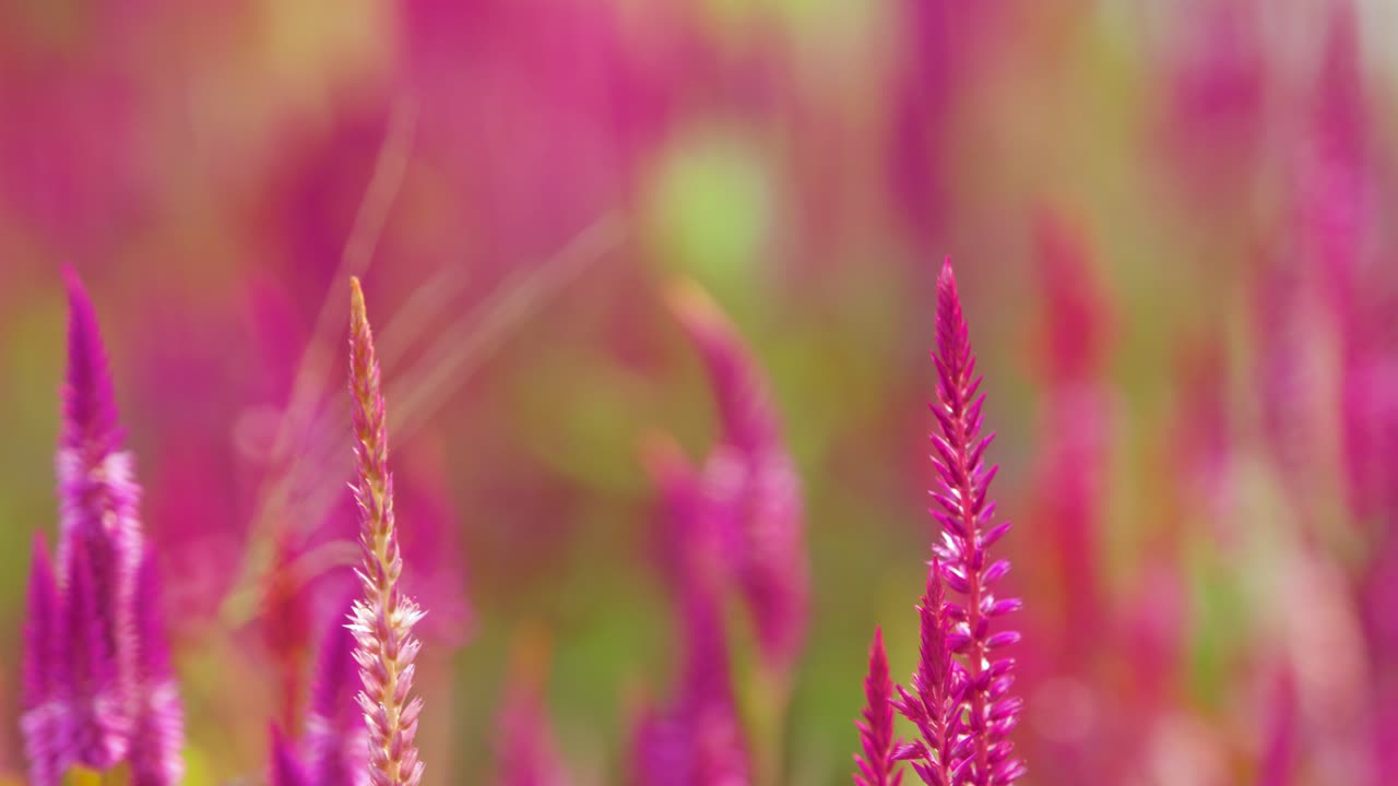 핑크 그린 꽃 식물 bokeh 배경