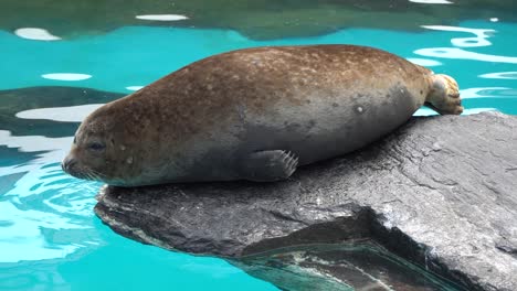 focas de puerto descansa sobre la roca p3