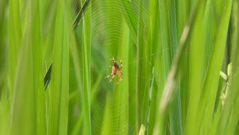 Araña-Haciendo-Telaraña-En-Hierba-De-Arroz-Verde