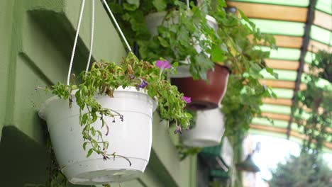 hanging flower pots on a wall